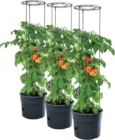 imagen 3 maceteros con tutor para tomate