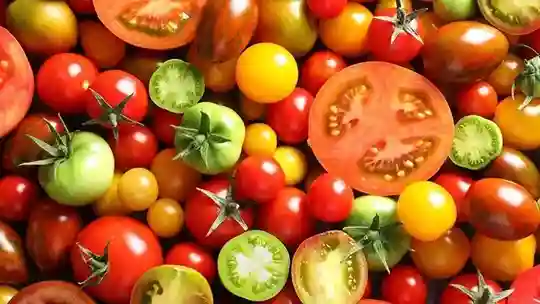 categoría semillas de tomate